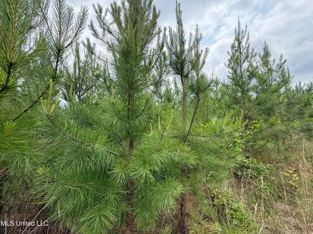 $174,667 | Dividing Ridge Road, Gore Springs, MS 38929