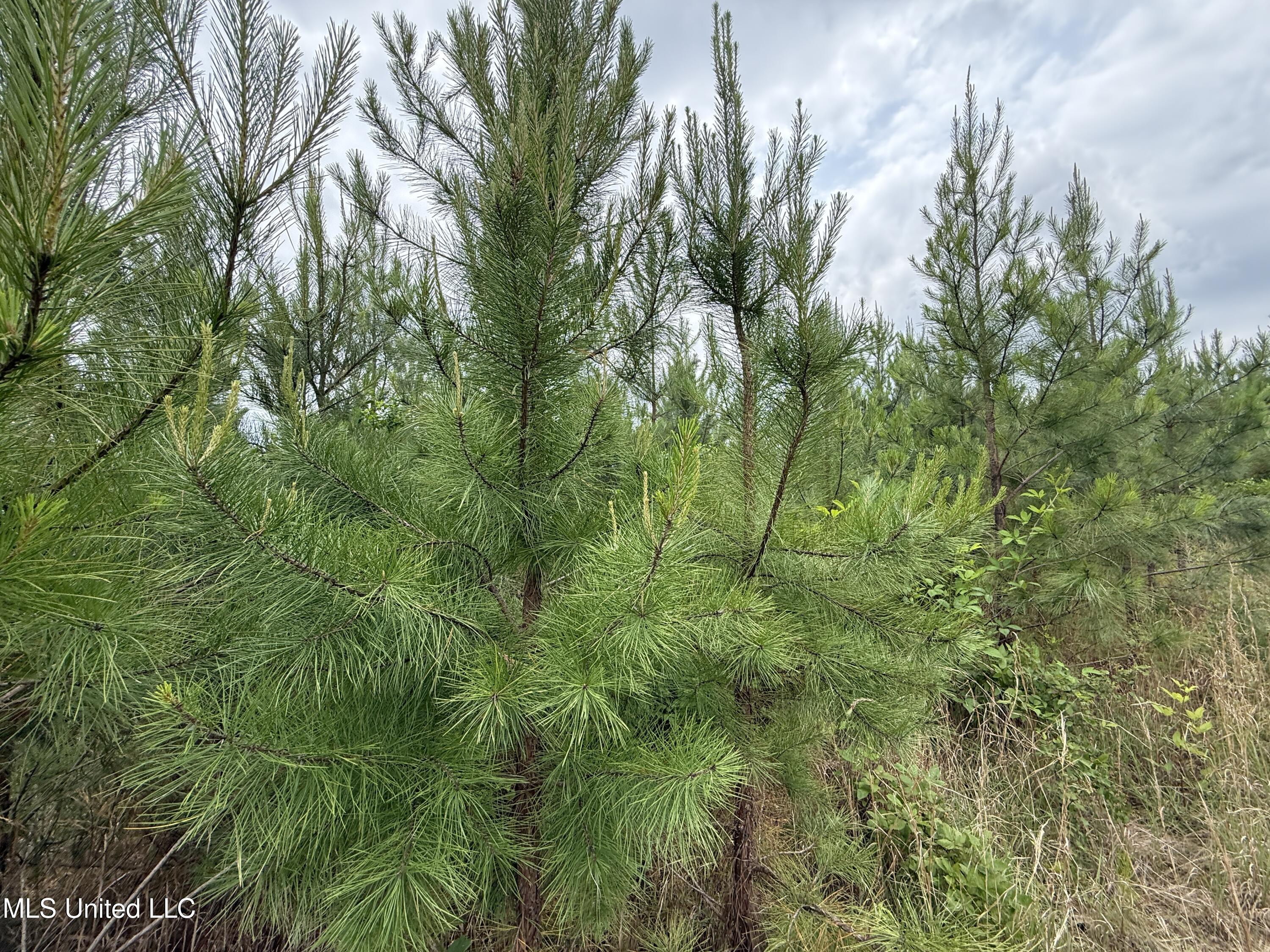 Dividing Ridge Road Gore Springs, MS 38929 - Photo 6 of 11 IMG_4950