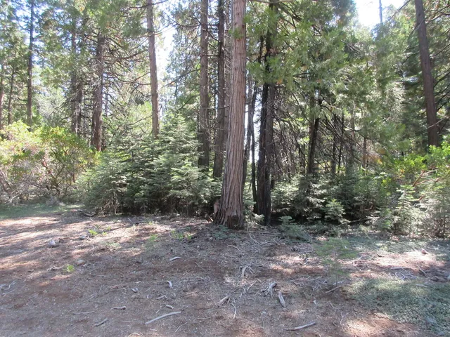 a view of a forest with trees in the background