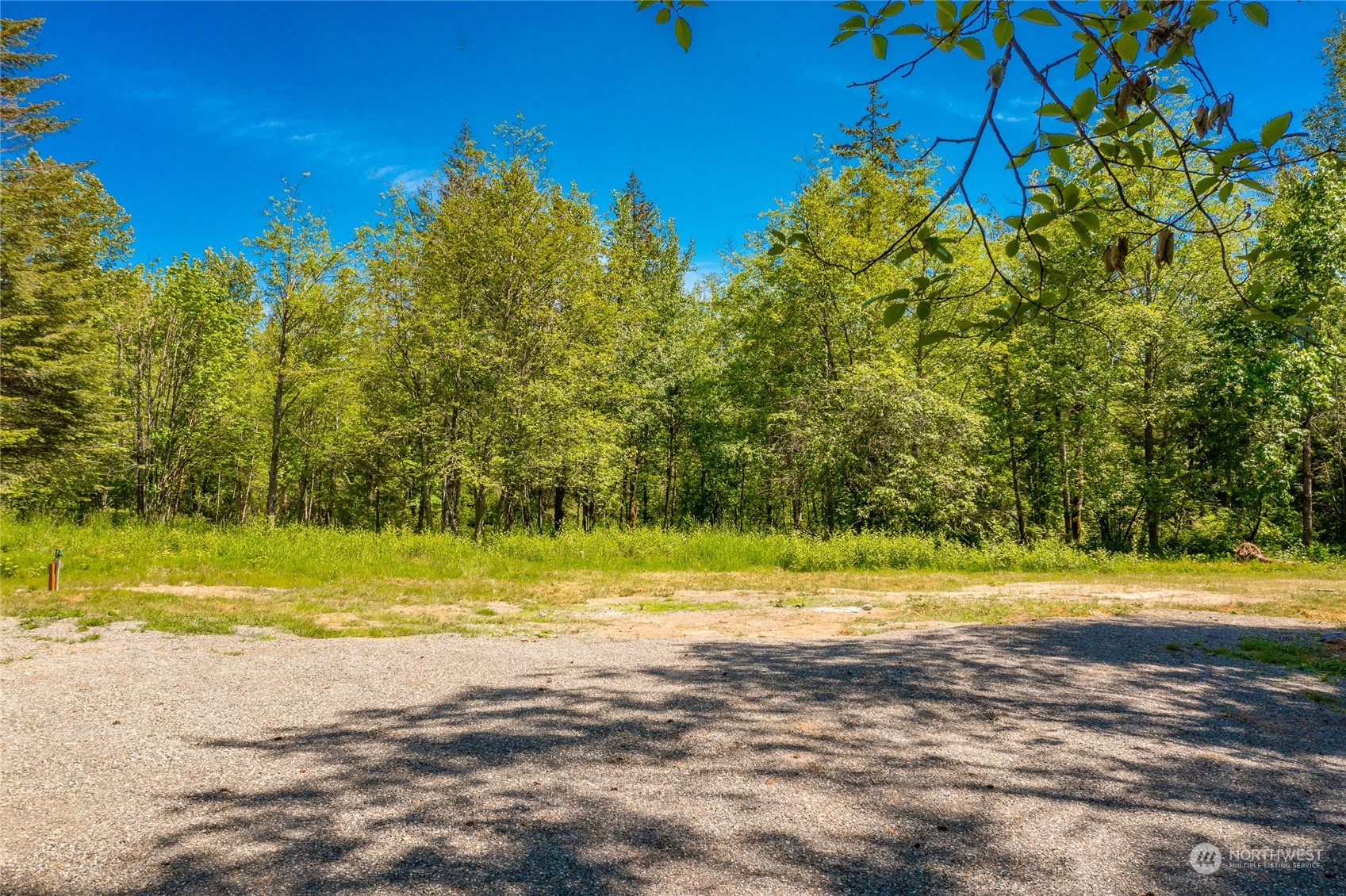9092 Stein Road Custer, WA 98240 - Photo 23 of 24 a view of a yard with a trees