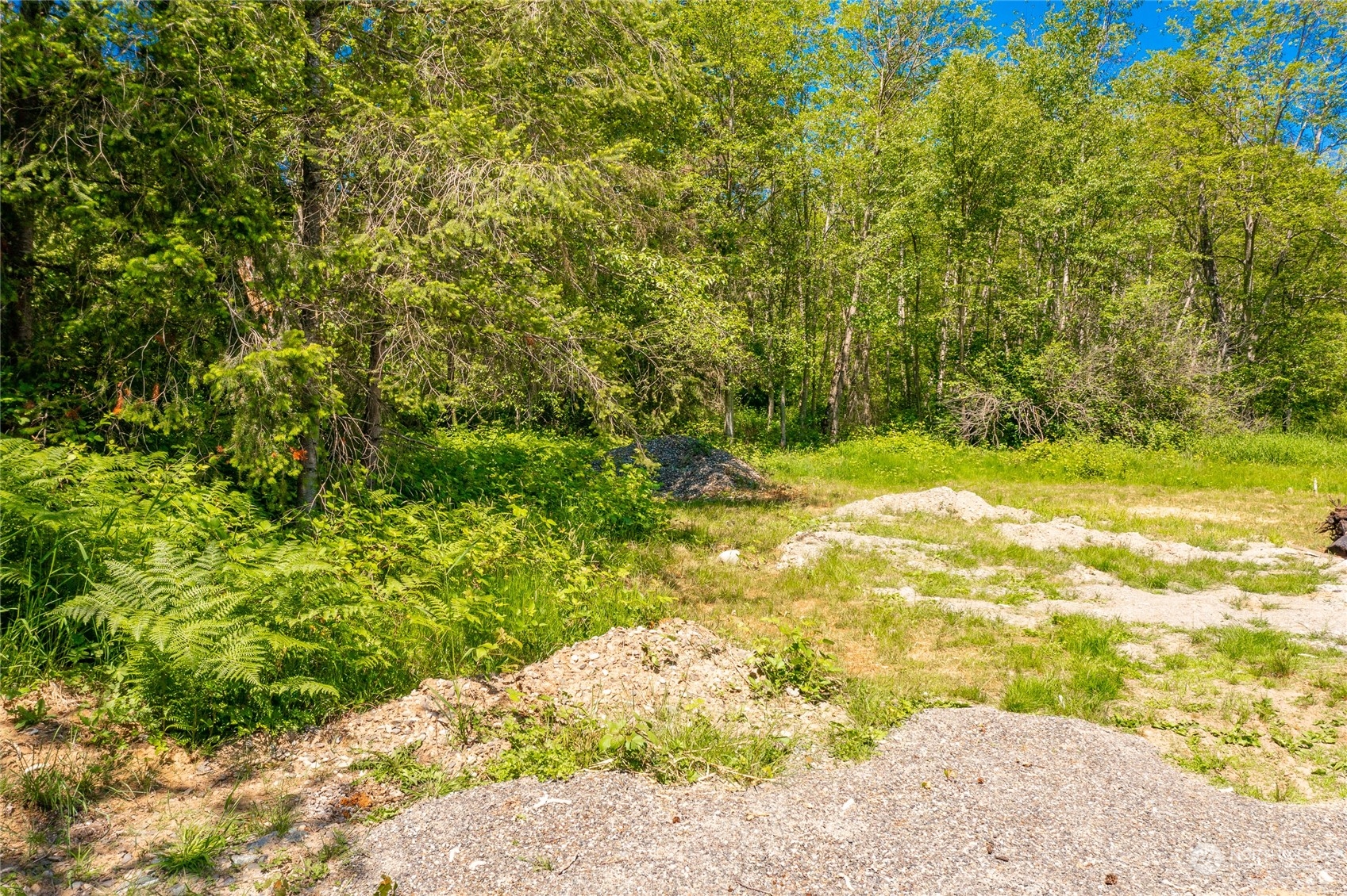 9092 Stein Road Custer, WA 98240 - Photo 6 of 24 a view of a yard with large trees