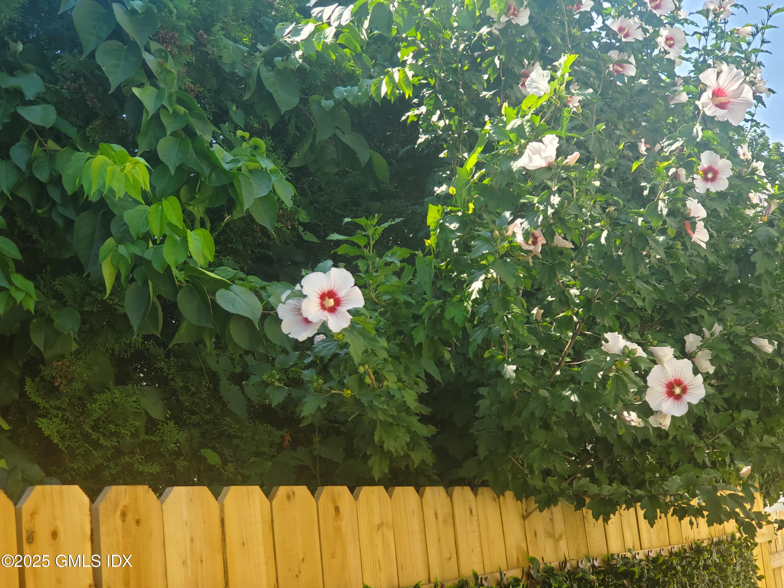 92 Valley Road, Unit A Cos Cob, CT 06807 - Photo 46 of 57 a close up of a tree in a garden