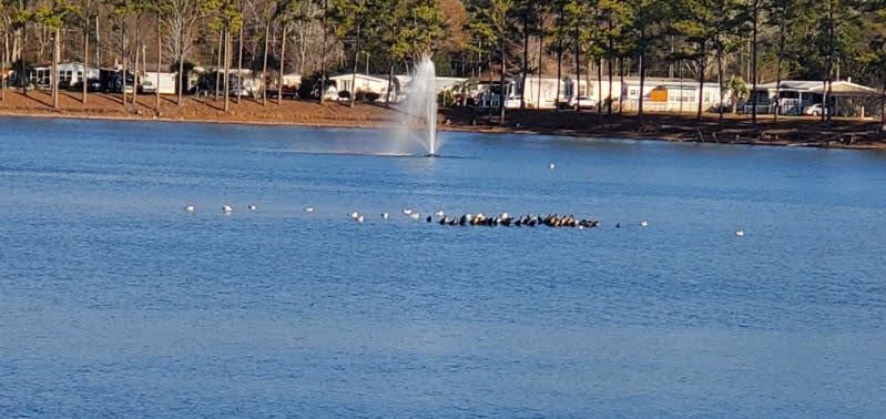 2729 Libra Drive Myrtle Beach, SC 29575 - Photo 46 of 49 Birds-on-Crystal-Lake