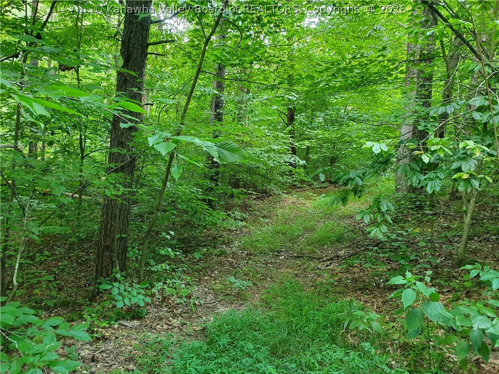 0 Bear Fork Road Gay, WV 25244 - Photo 9 of 23 Gallery Image 9