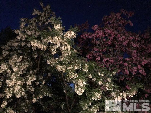 1435 Celese Lane Reno, NV 89511 - Photo 33 of 40 a picture of tree