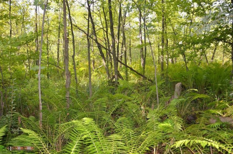 Cobb Road Delton, MI 49046 - Photo 11 of 22 Additional Photo