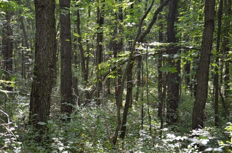 Cobb Road Delton, MI 49046 - Photo 13 of 22 Additional Photo