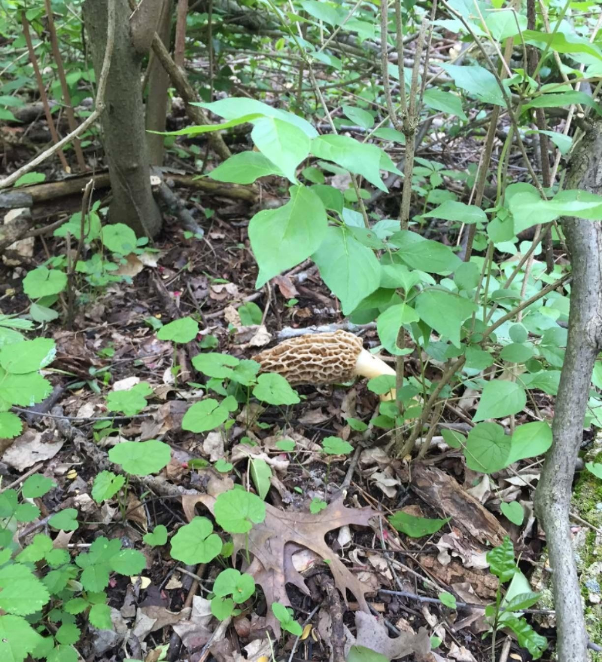 Cobb Road Delton, MI 49046 - Photo 19 of 22 Morels 2 cropped