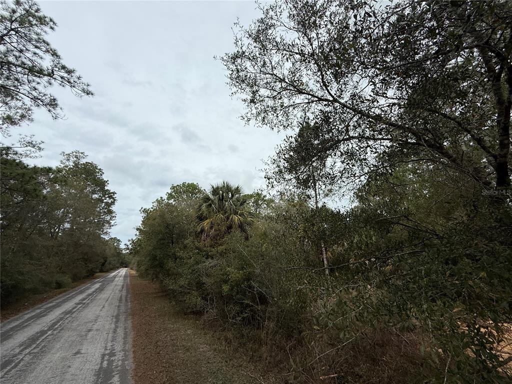 9545 North Dawnflower Avenue Crystal River, FL 34428 - Photo 3 of 7 a view of a forest with trees in the background