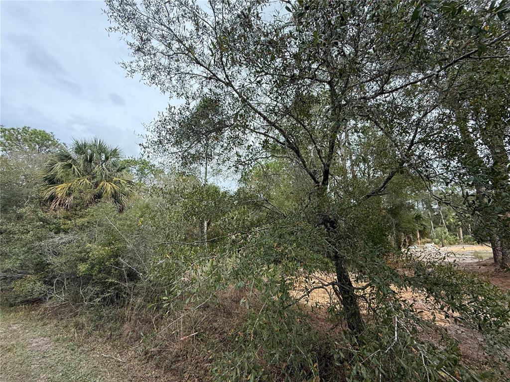 9545 North Dawnflower Avenue Crystal River, FL 34428 - Photo 4 of 7 a view of a yard with a tree