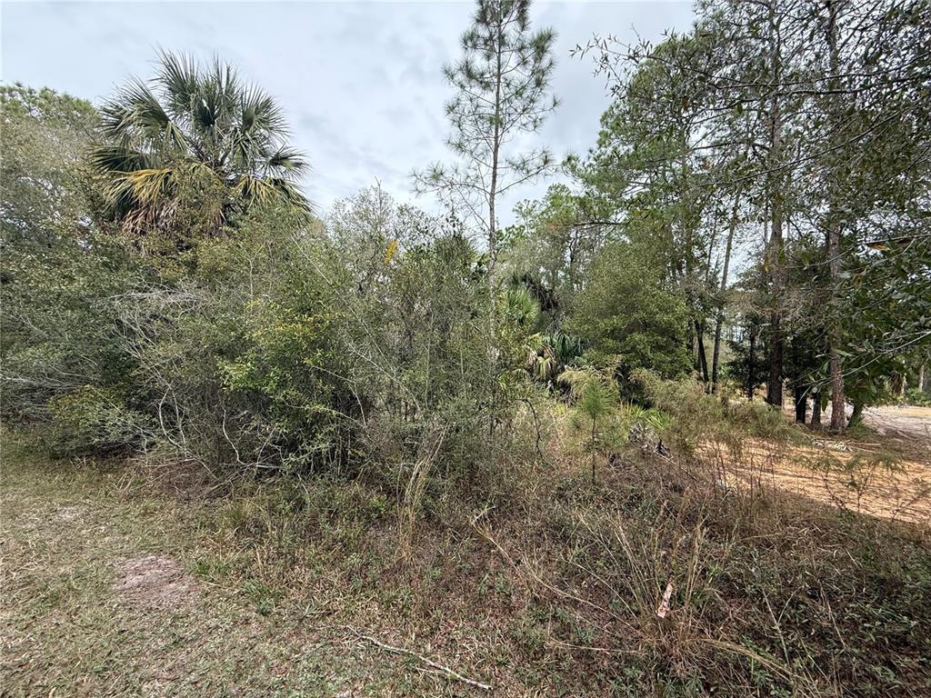 9545 North Dawnflower Avenue Crystal River, FL 34428 - Photo 5 of 7 a view of a yard with large trees
