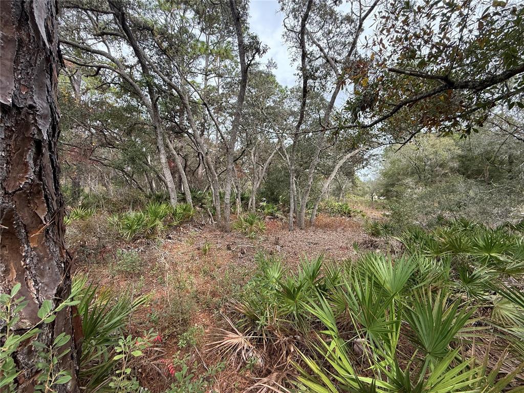 9545 North Dawnflower Avenue Crystal River, FL 34428 - Photo 6 of 7 a view of a forest with trees in the background