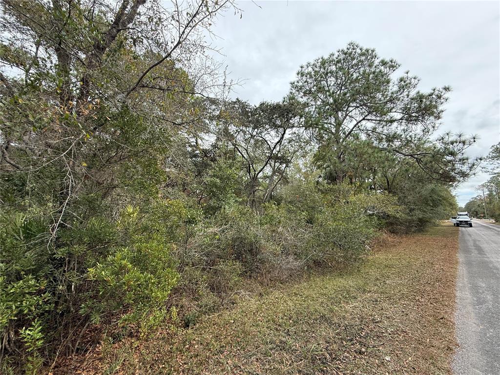 9545 North Dawnflower Avenue Crystal River, FL 34428 - Photo 7 of 7 a view of a forest with lots of trees