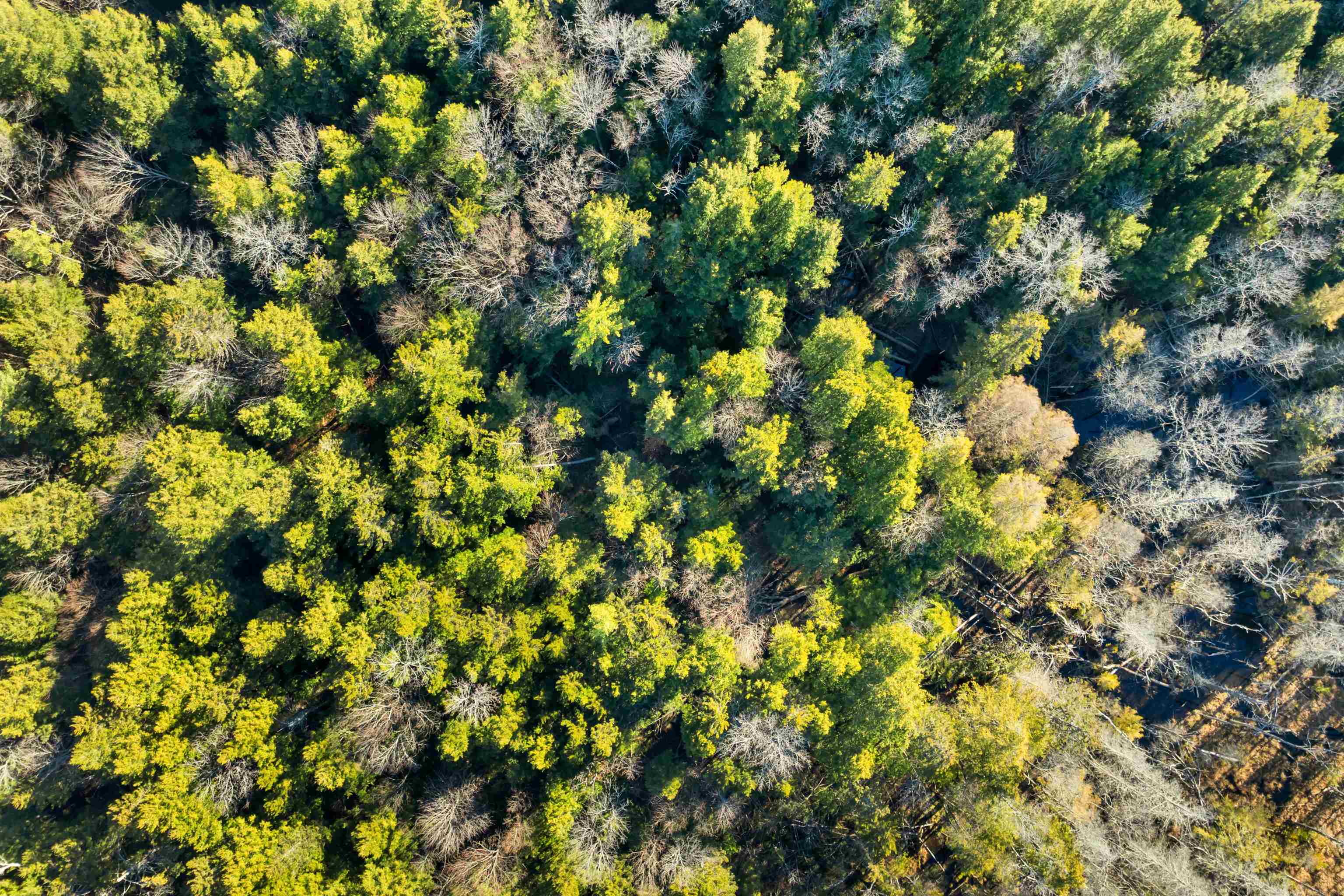 0 Borough Road Hill, NH 03243 - Photo 6 of 9