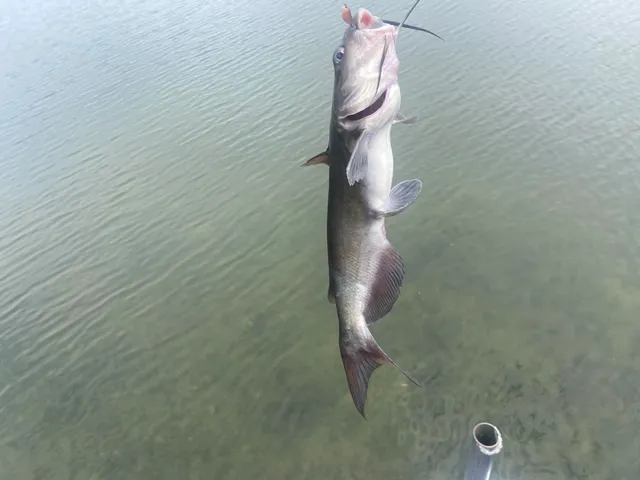 $124,900 | 435 South Rock Lake Drive, Vestaburg, MI 48891