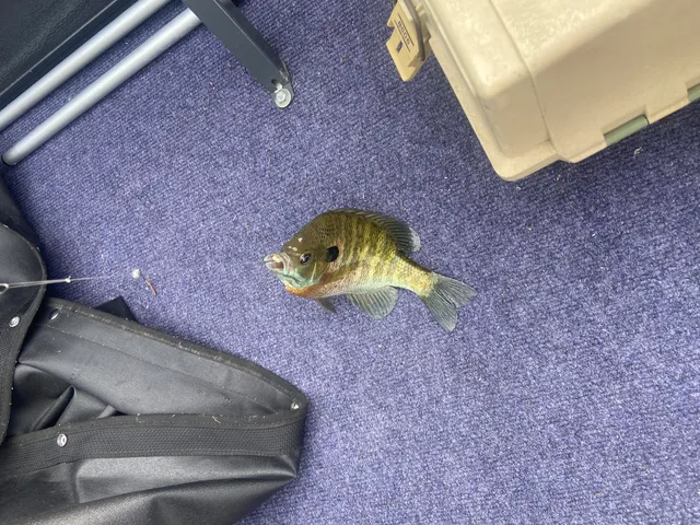 $124,900 | 435 South Rock Lake Drive, Vestaburg, MI 48891