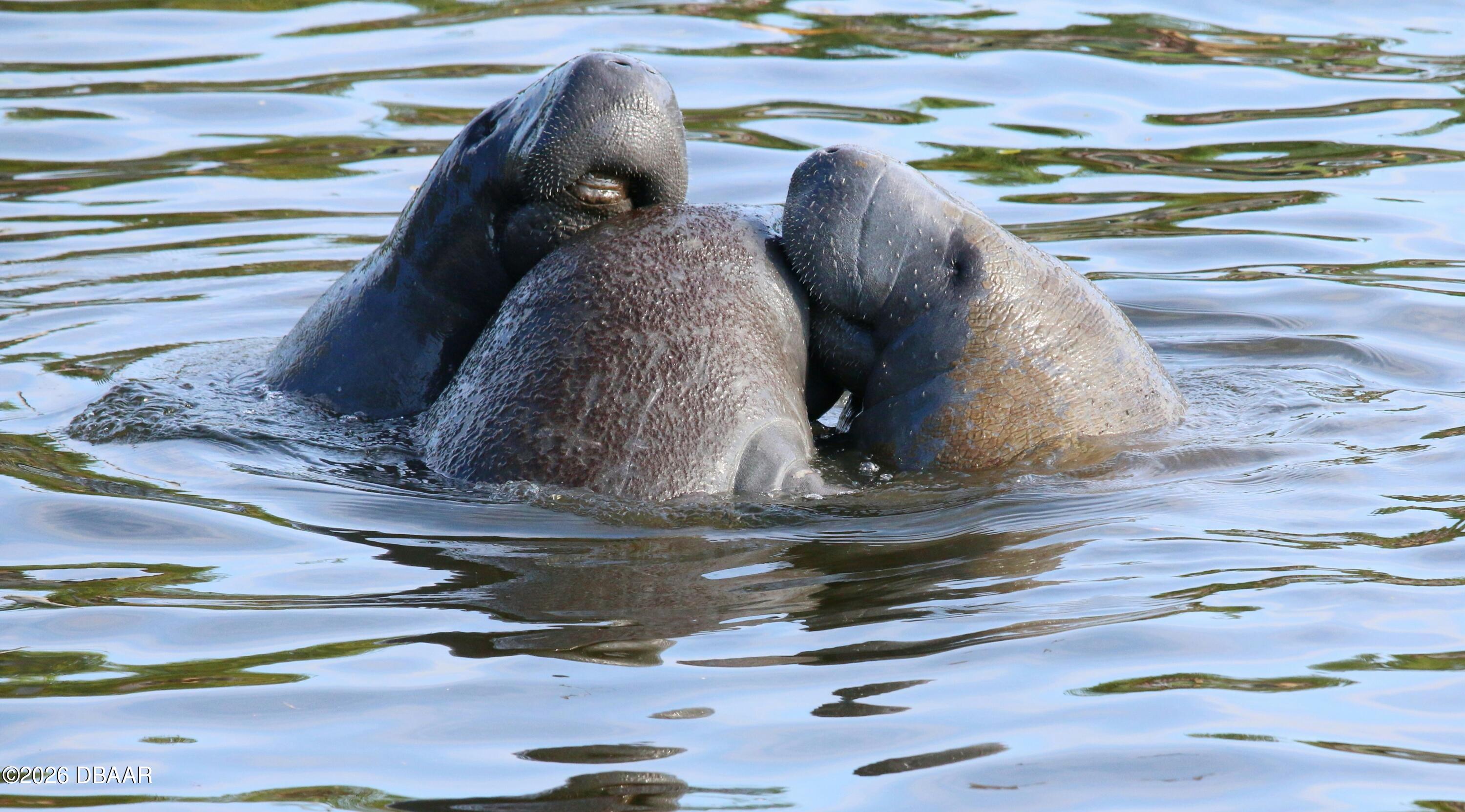 70 Ocean Way Drive Ponce Inlet, FL 32127 - Photo 18 of 18 Manatees