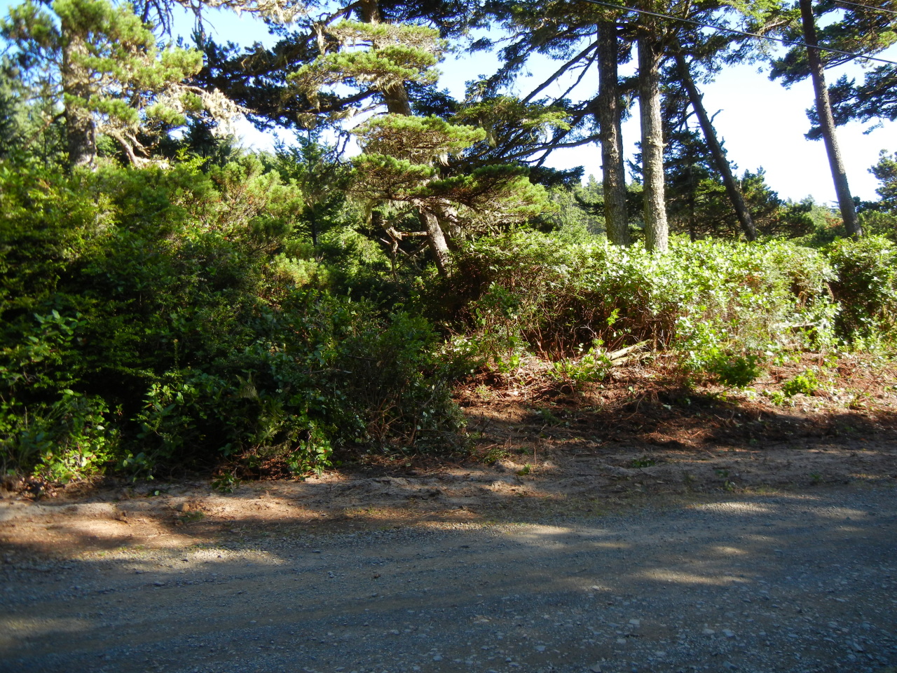 501 Pine Road Pacific City, OR 97135 - Photo 1 of 3 Lot from Street