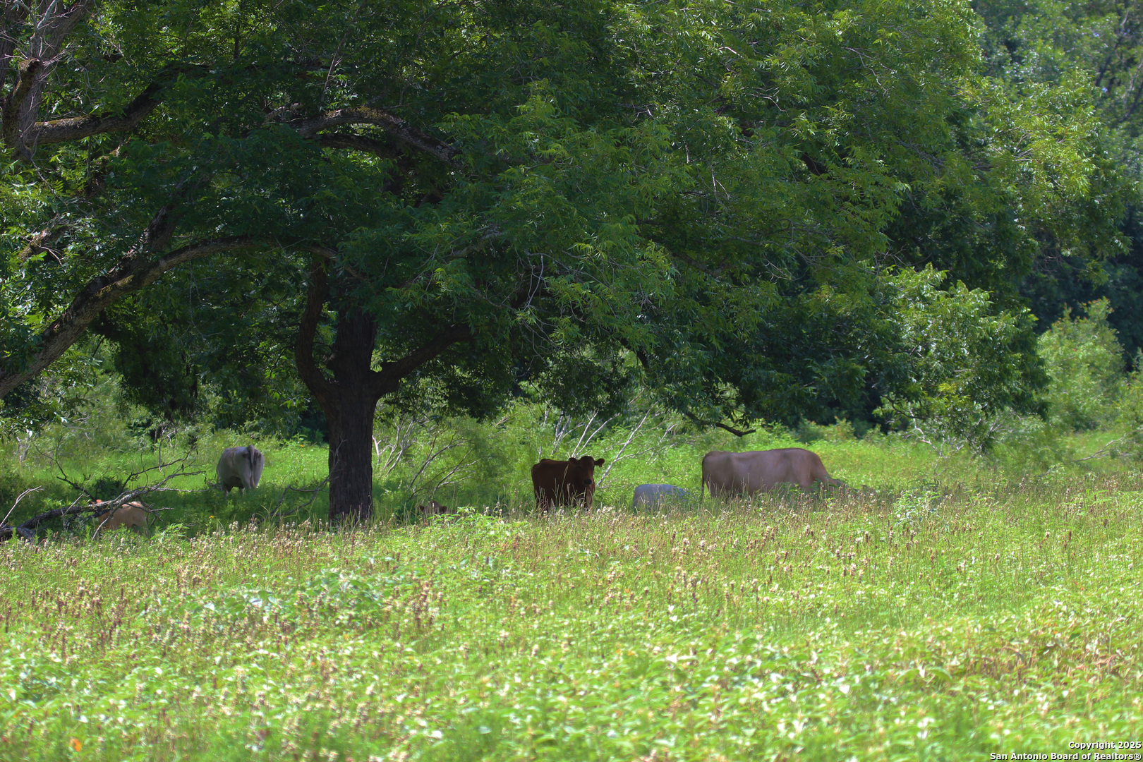 0 County Rd 240 Harwood, TX 78632 - Photo 19 of 34 a view of a garden