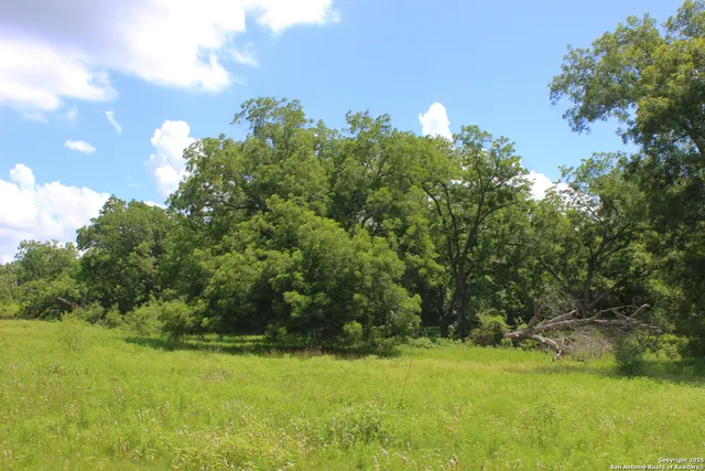 a view of a backyard with plants