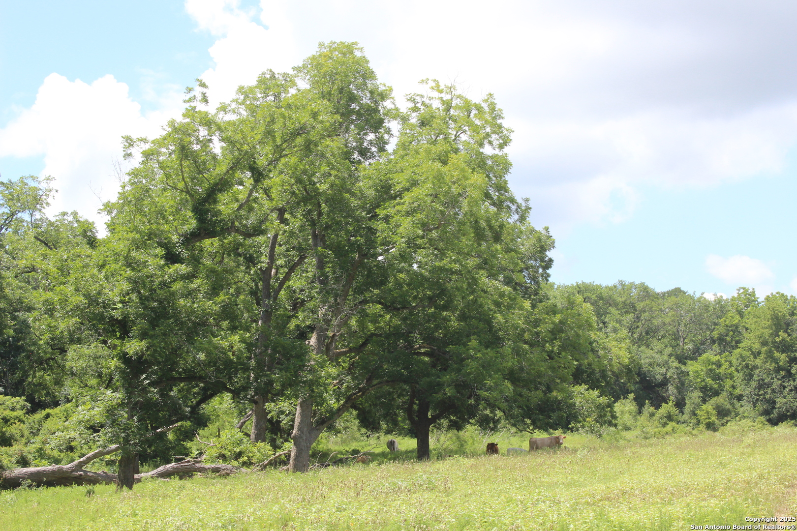 0 County Rd 240 Harwood, TX 78632 - Photo 22 of 34 a view of a yard