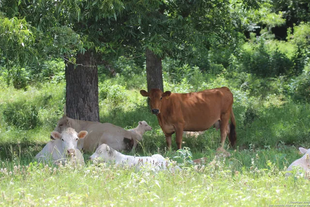 a view of a lake with houses in the back