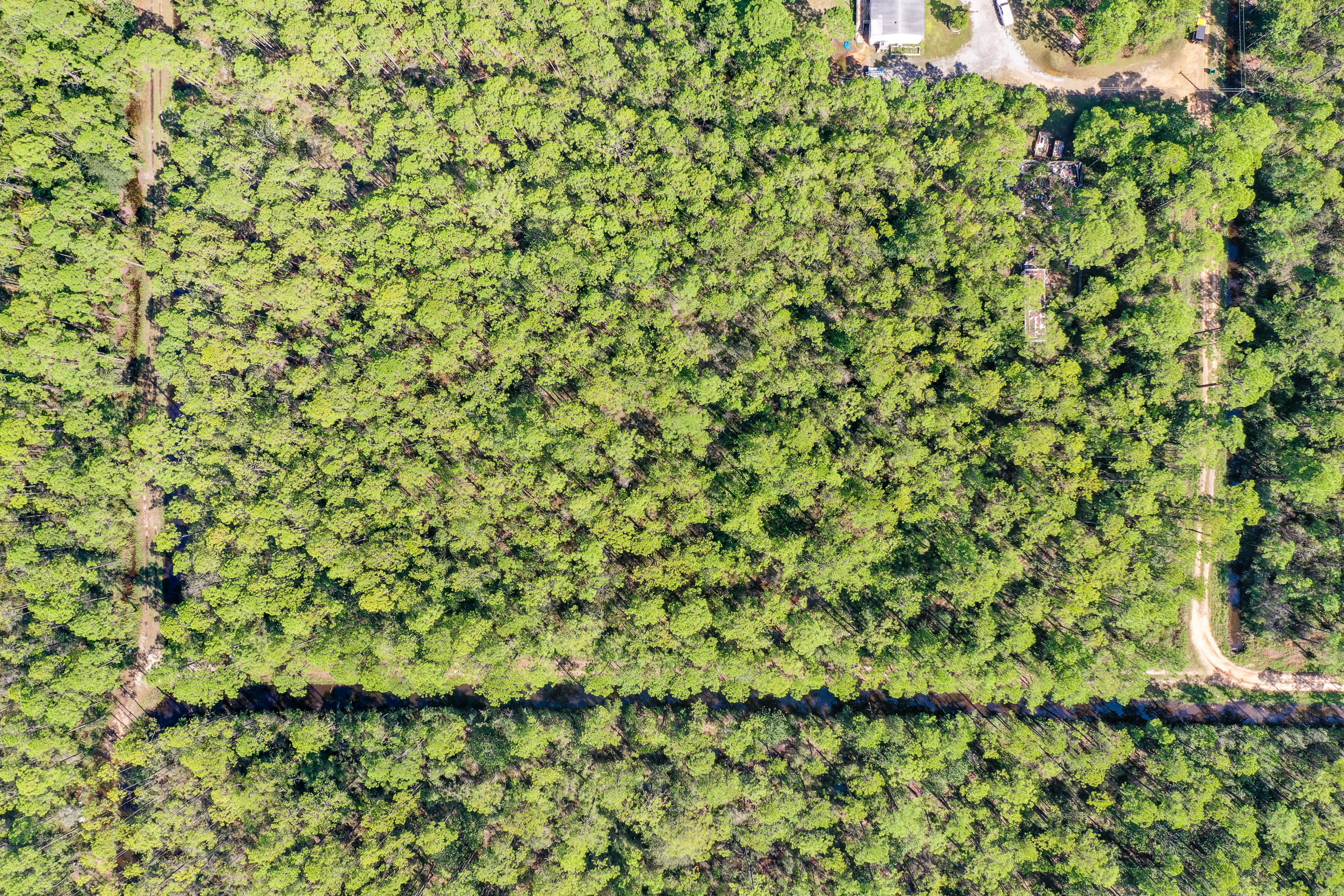 Lot 3 North 15th Street Santa Rosa Beach, FL 32459 - Photo 3 of 18 a view of a tree with a plant