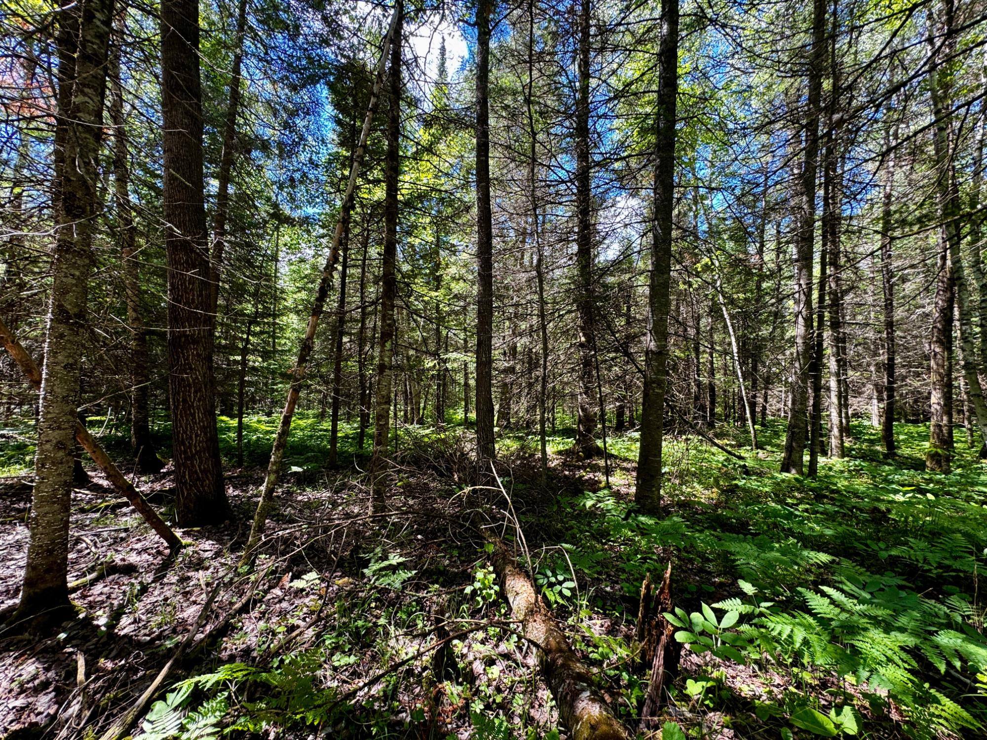 Nine Camp 9 Road Minocqua, WI 54548 - Photo 21 of 37 Gallery Image 21