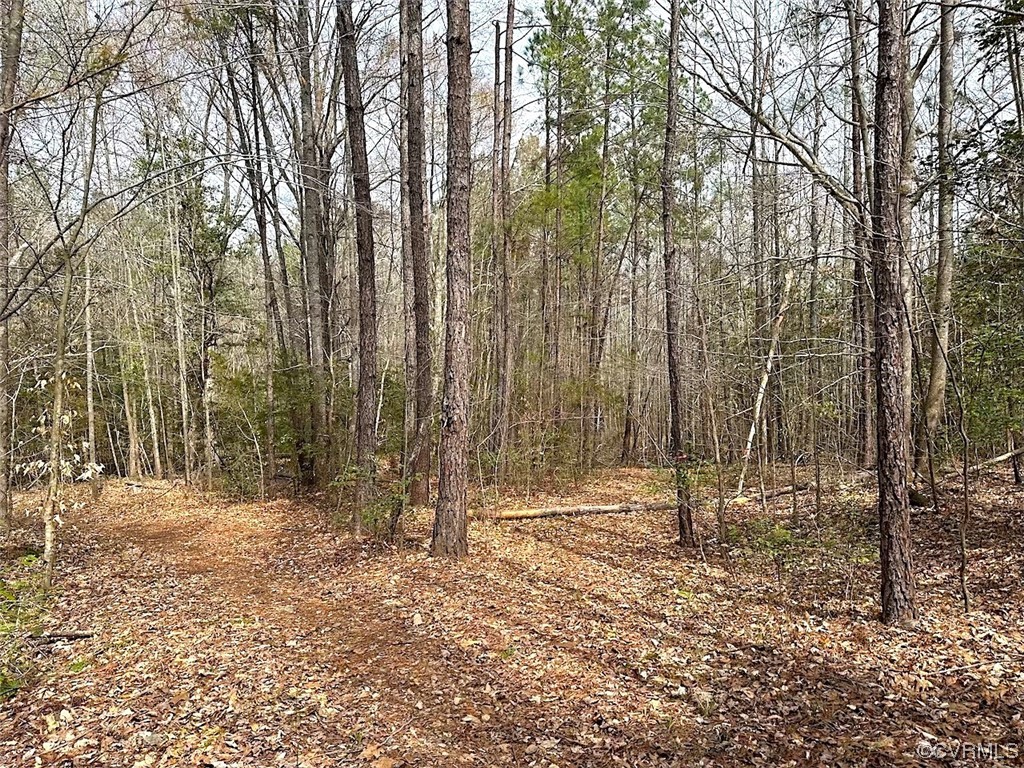 13504 Scotts Road Dewitt, VA 23840 - Photo 22 of 50 a backyard of a house with lots of tall trees