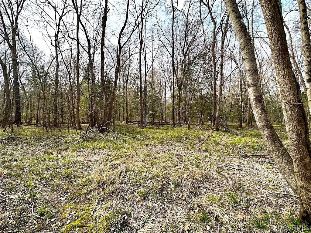 13504 Scotts Road Dewitt, VA 23840 - Photo 29 of 50 a view of backyard with tree