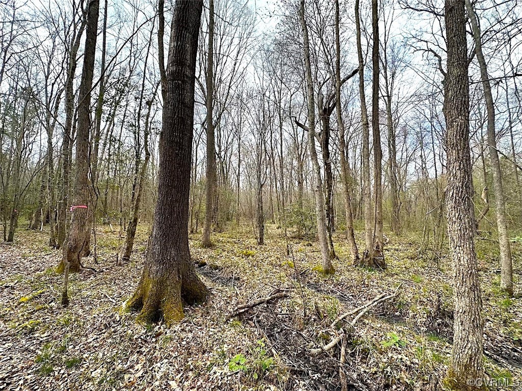 13504 Scotts Road Dewitt, VA 23840 - Photo 30 of 50 a view of a yard with large trees