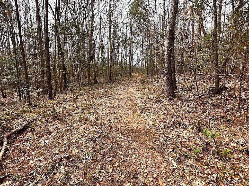 13504 Scotts Road Dewitt, VA 23840 - Photo 32 of 50 a view of a forest filled with trees