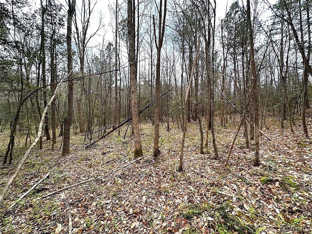 13504 Scotts Road Dewitt, VA 23840 - Photo 38 of 50 a view of a forest with trees in the background