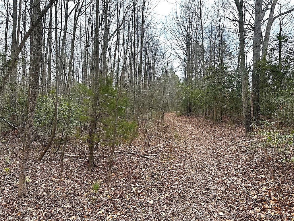 13504 Scotts Road Dewitt, VA 23840 - Photo 39 of 50 a view of a forest with a trees