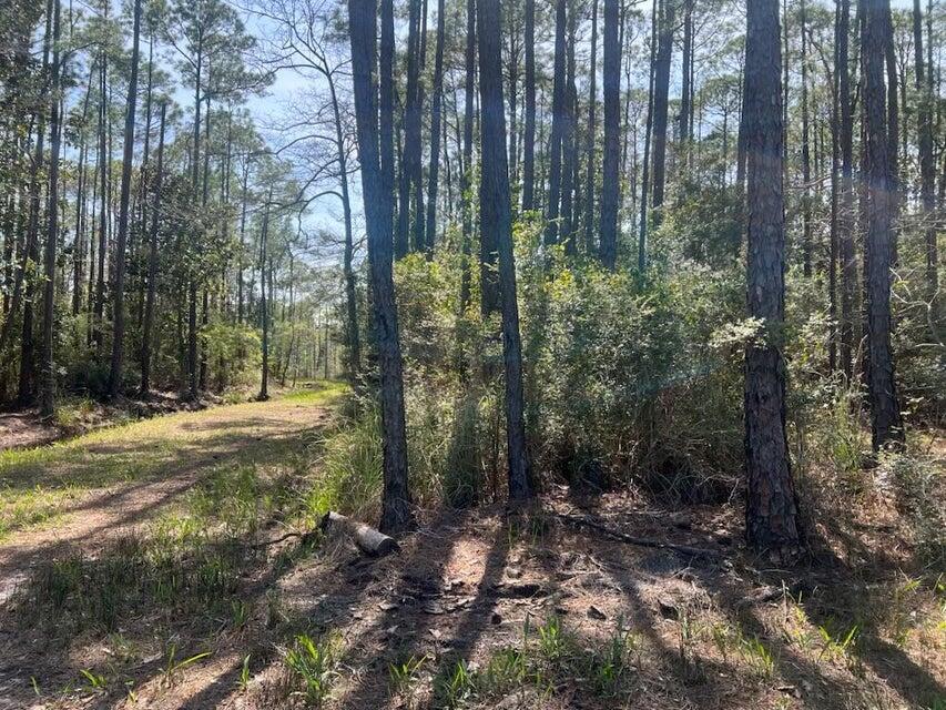 Lot 4 Whisper Lane Santa Rosa Beach, FL 32459 - Photo 20 of 22 a view of a forest with trees