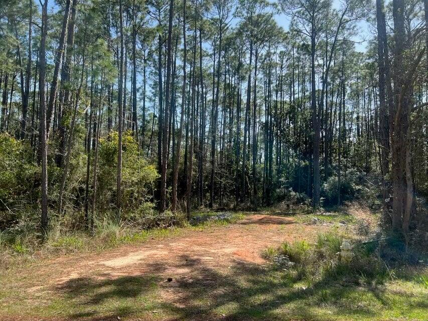 Lot 4 Whisper Lane Santa Rosa Beach, FL 32459 - Photo 22 of 22 a view of outdoor space with lots of trees