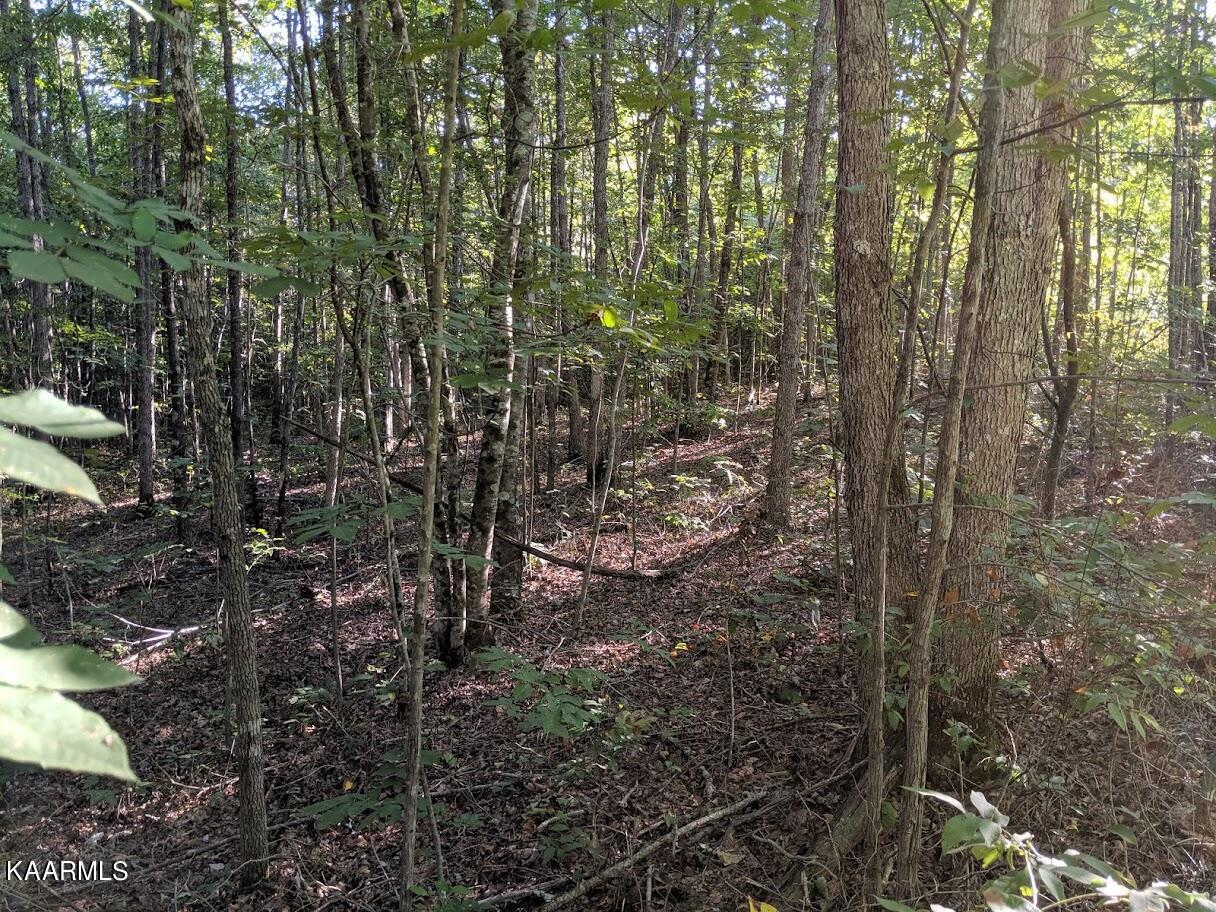 Cravenstown Road Wilder, TN 38589 - Photo 1 of 17 IMG_20190909_165443