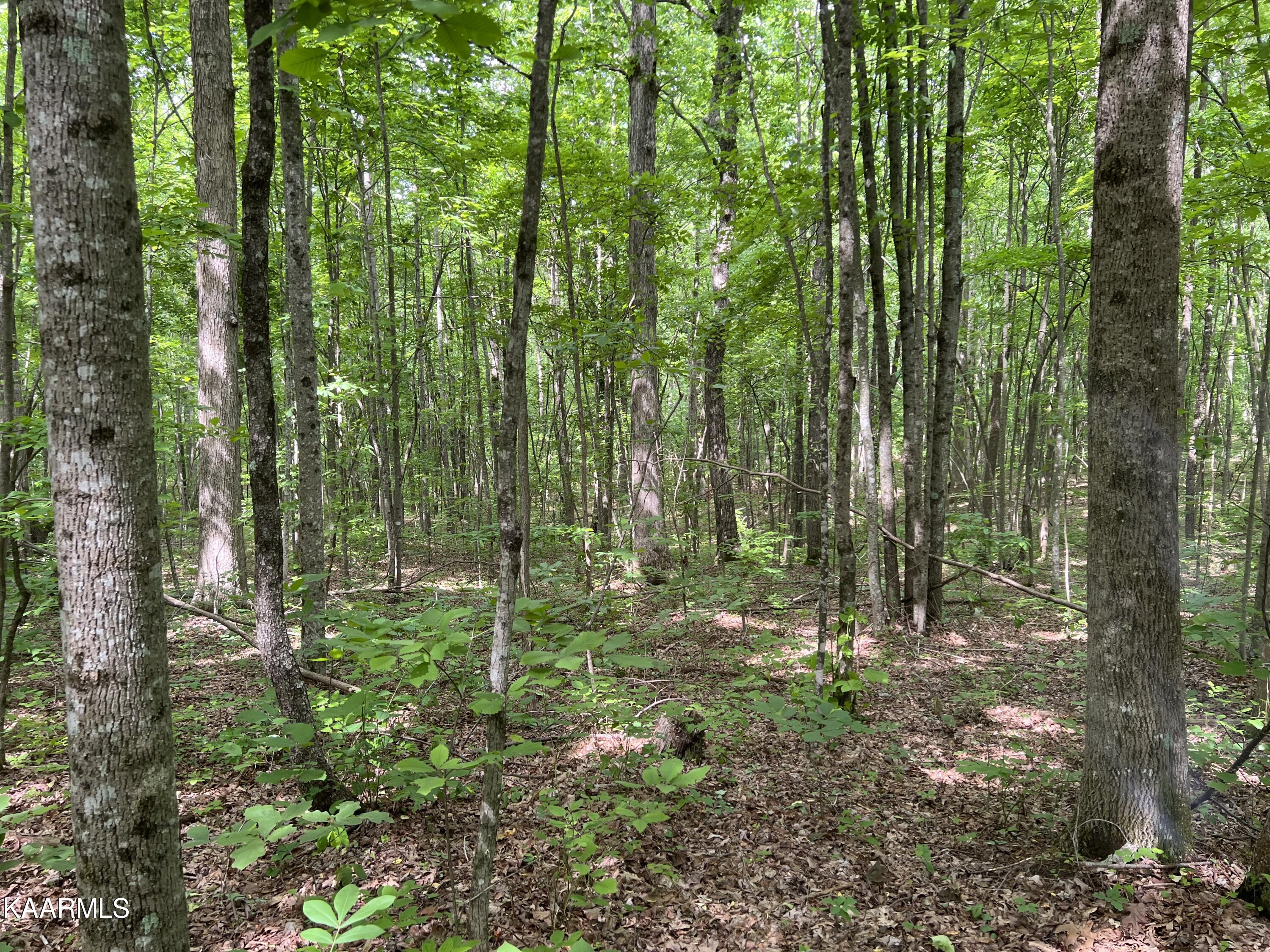 Cravenstown Road Wilder, TN 38589 - Photo 11 of 17 B441DEAD-F5AB-4ABB-BD57-D8BE2E230244