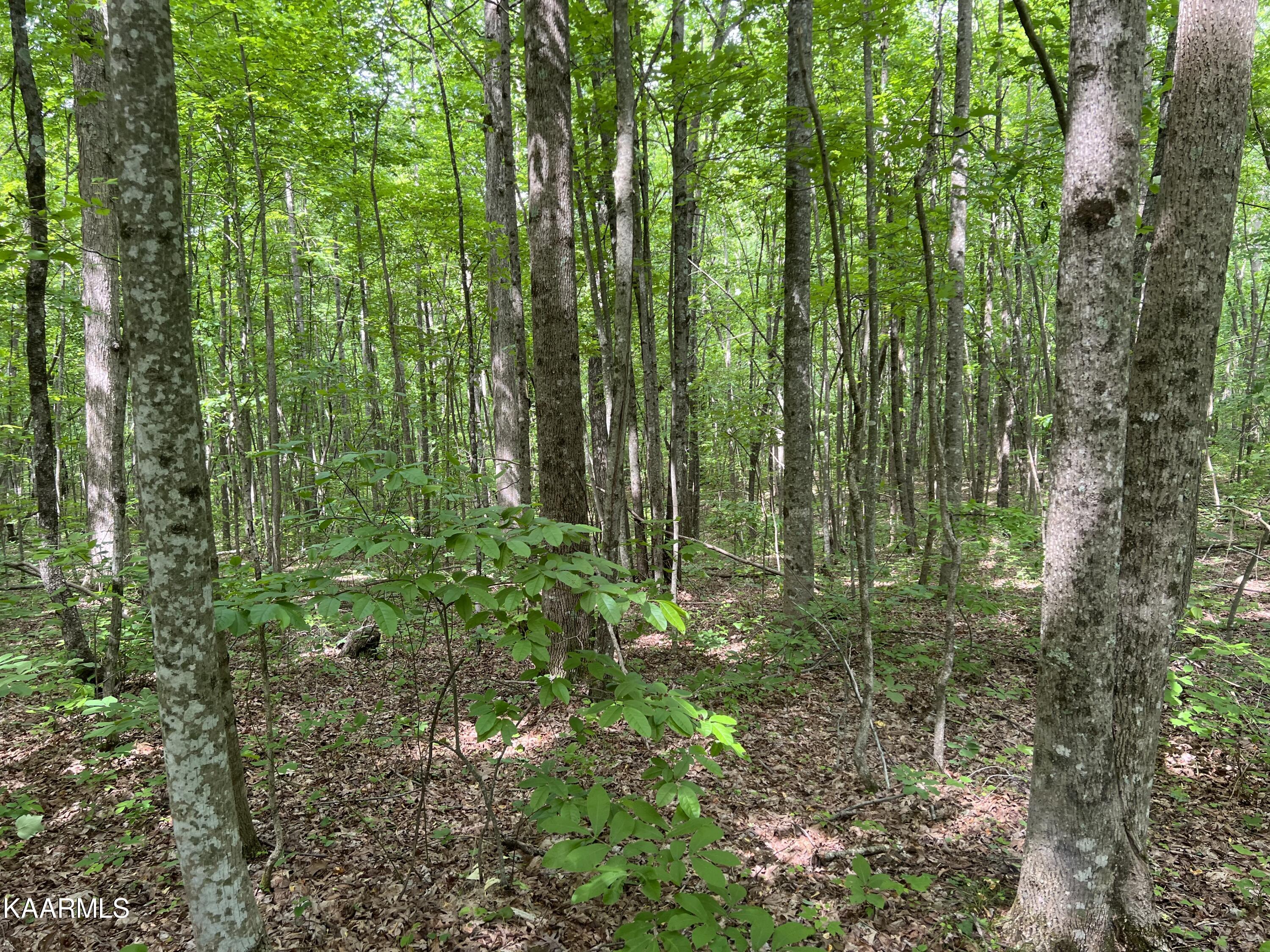 Cravenstown Road Wilder, TN 38589 - Photo 12 of 17 FE3DA8D9-5012-44D8-9073-CFBA42CD7328
