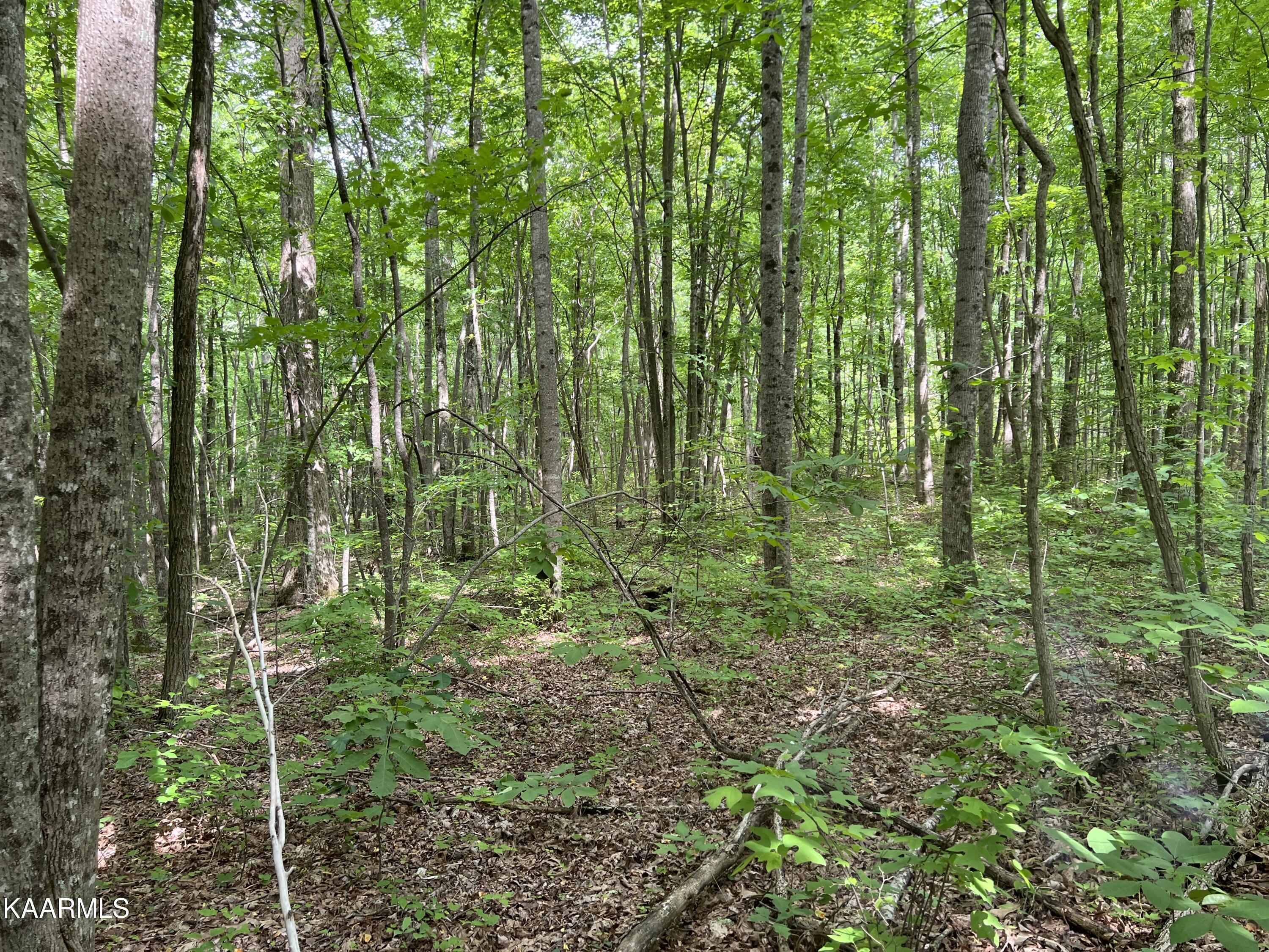Cravenstown Road Wilder, TN 38589 - Photo 13 of 17 B7C66524-634C-42CF-89E6-E0EF7770A6BF