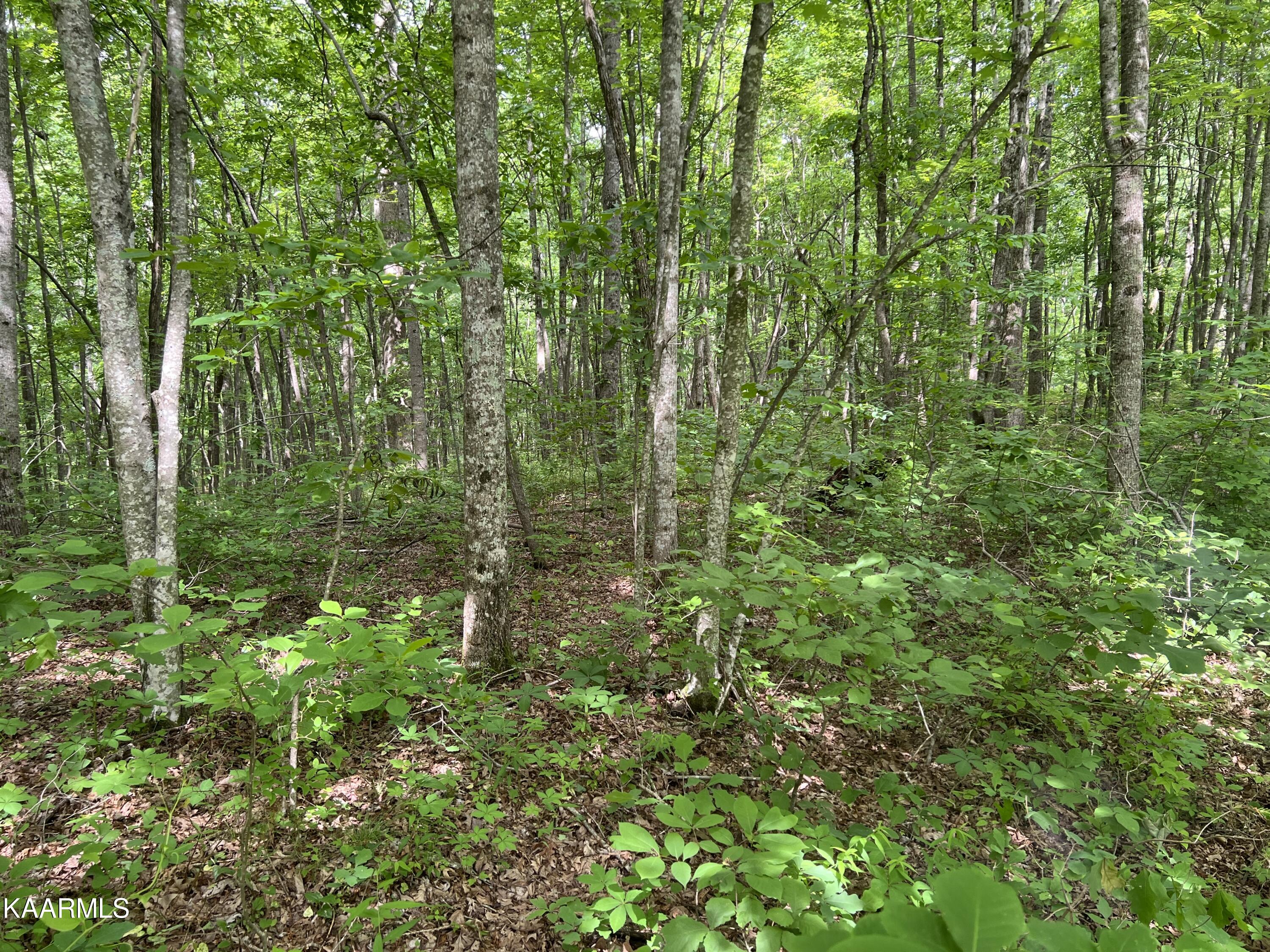 Cravenstown Road Wilder, TN 38589 - Photo 14 of 17 6E74574F-1DB5-4162-83FD-44A05576372E