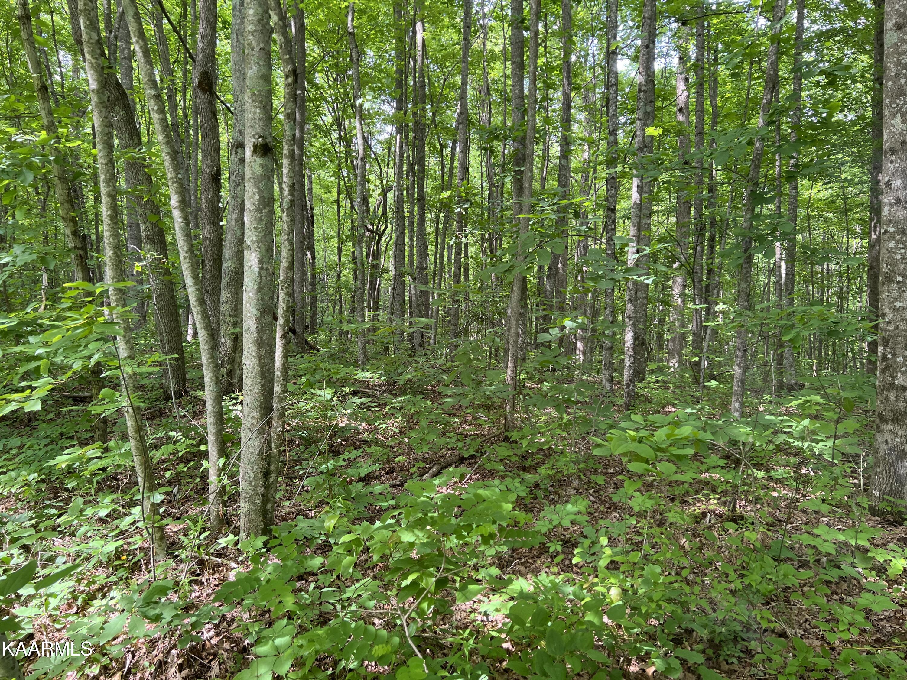 Cravenstown Road Wilder, TN 38589 - Photo 15 of 17 90AF1E32-9B0D-4933-BBB3-2FD830348BD0