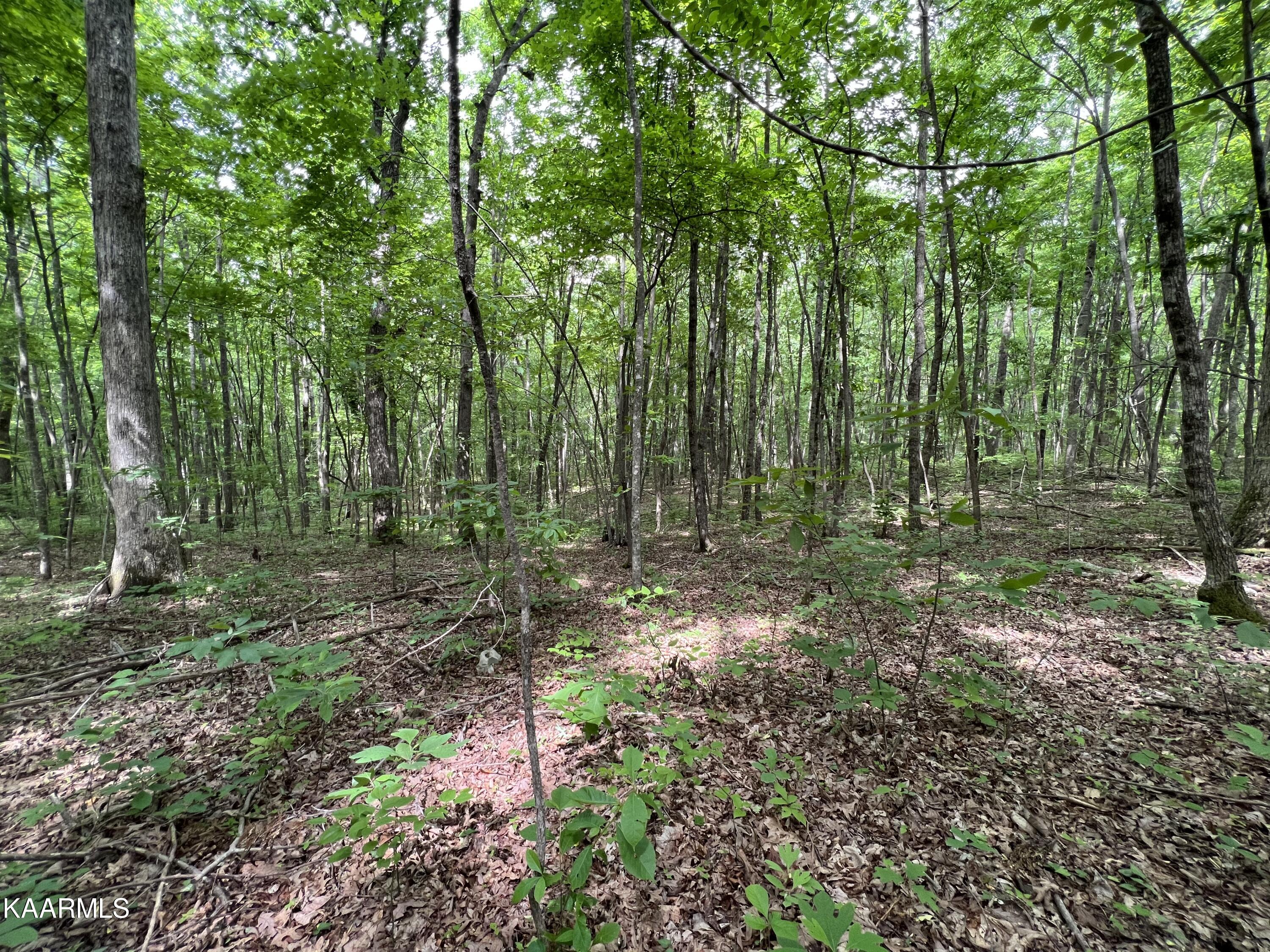 Cravenstown Road Wilder, TN 38589 - Photo 3 of 17 FEF51DBF-C05A-4919-96E8-218B5B49C820