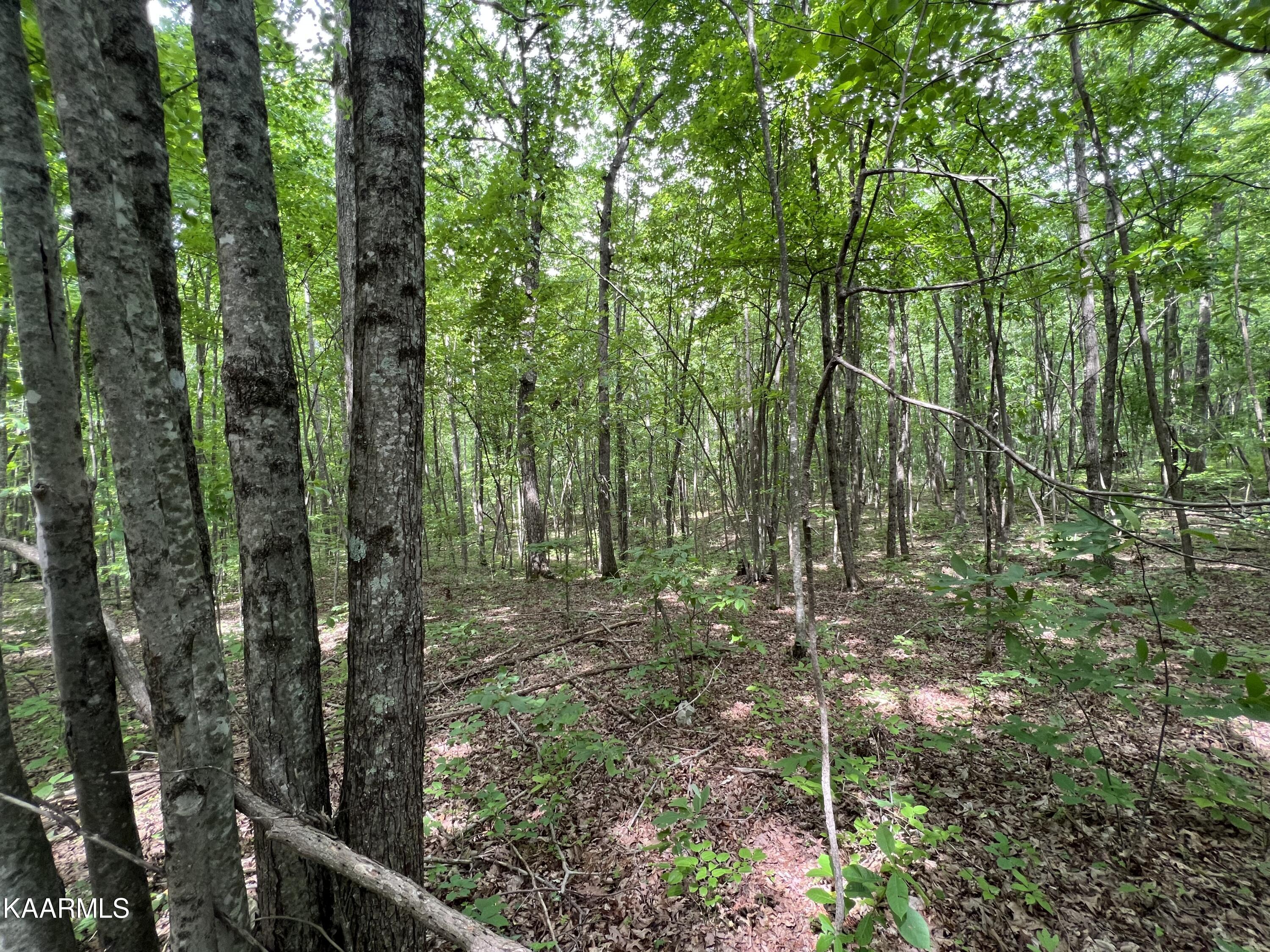 Cravenstown Road Wilder, TN 38589 - Photo 5 of 17 BF0F194C-AE62-4218-9F3B-FC82F9866E57