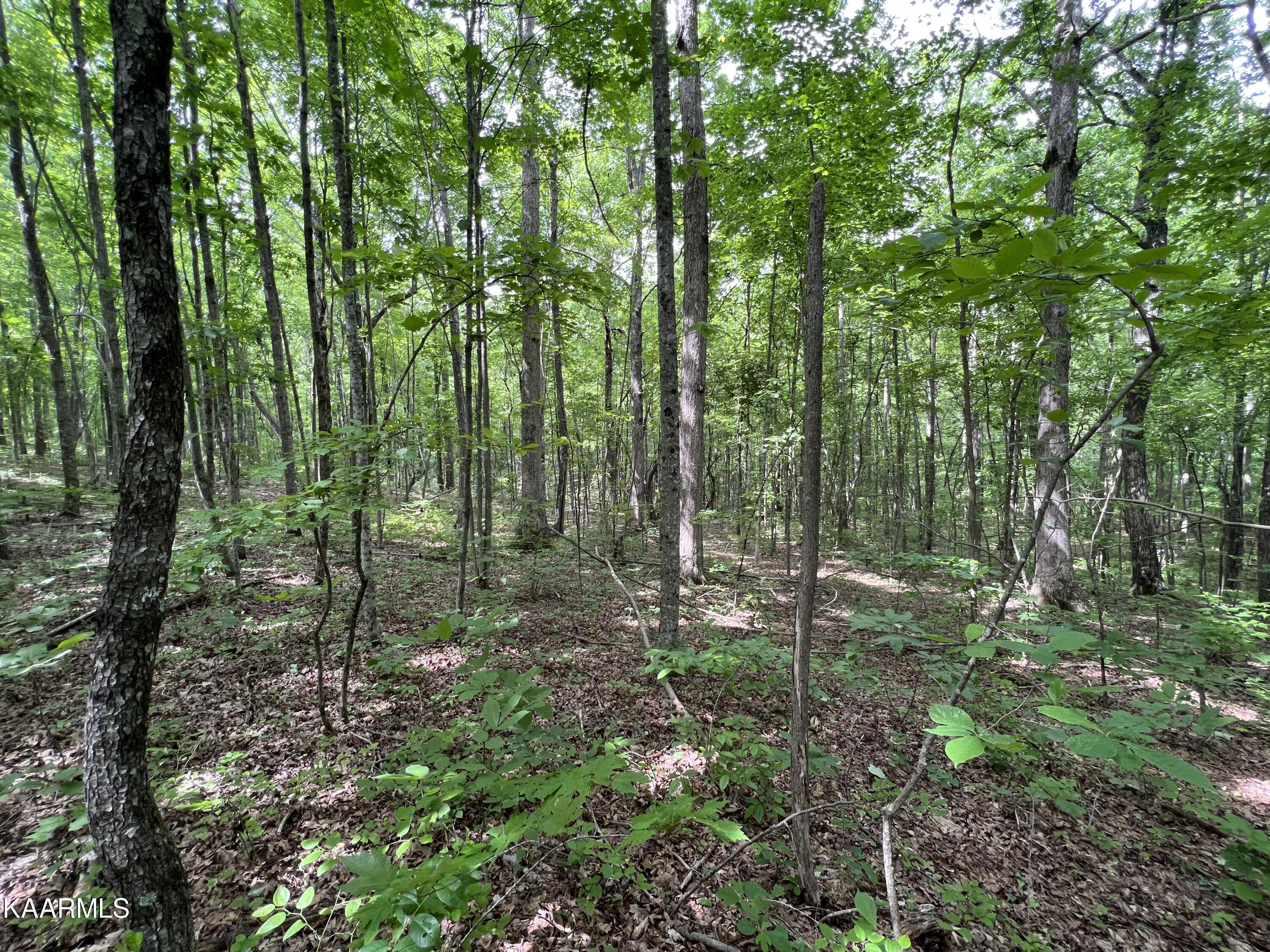 Cravenstown Road Wilder, TN 38589 - Photo 6 of 17 CCC95E61-82BC-4280-8F05-02C68B53D2C1