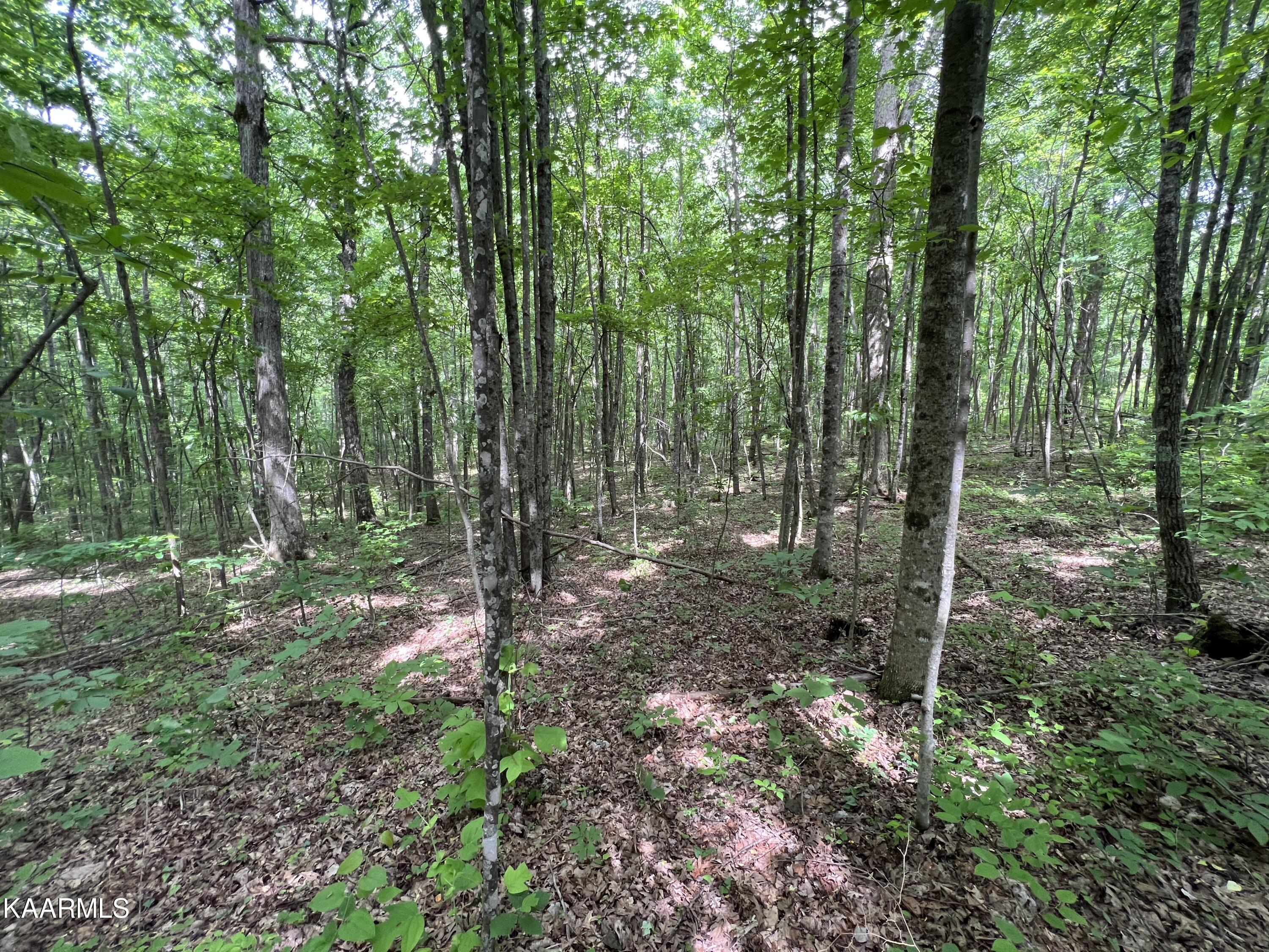 Cravenstown Road Wilder, TN 38589 - Photo 7 of 17 E183DAD2-B4A2-4C2F-866F-D2F5B35E209E