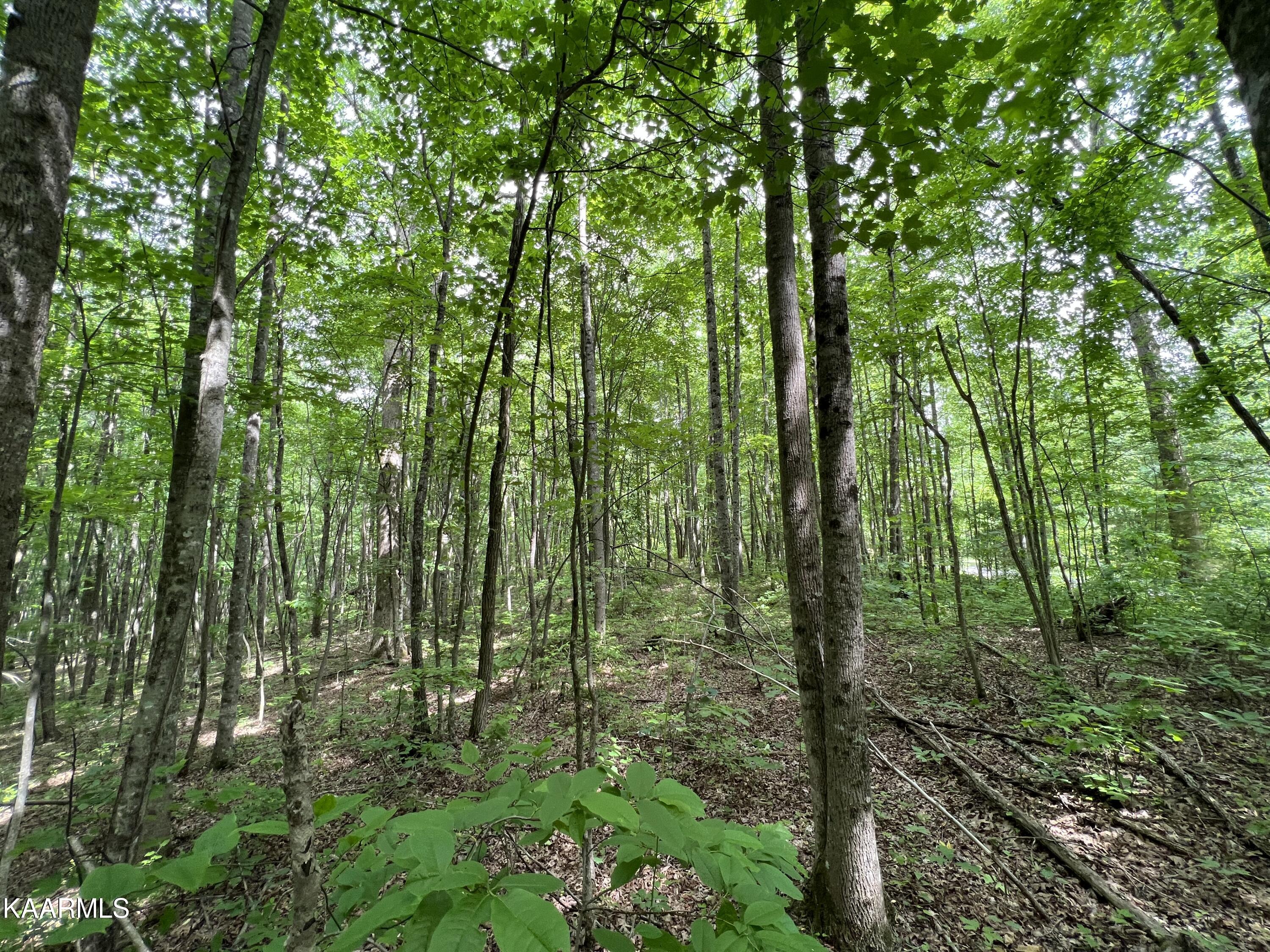 Cravenstown Road Wilder, TN 38589 - Photo 8 of 17 E04969CB-CA3A-4C82-856A-D3E3C5162DED