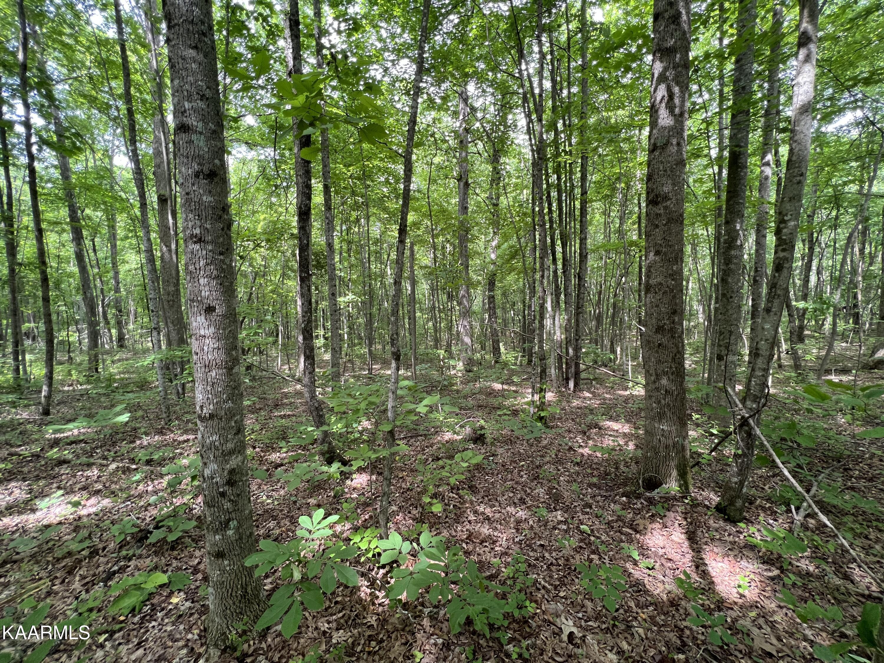 Cravenstown Road Wilder, TN 38589 - Photo 9 of 17 0301F147-CD99-4A94-8F1B-8C1C66ADFED3
