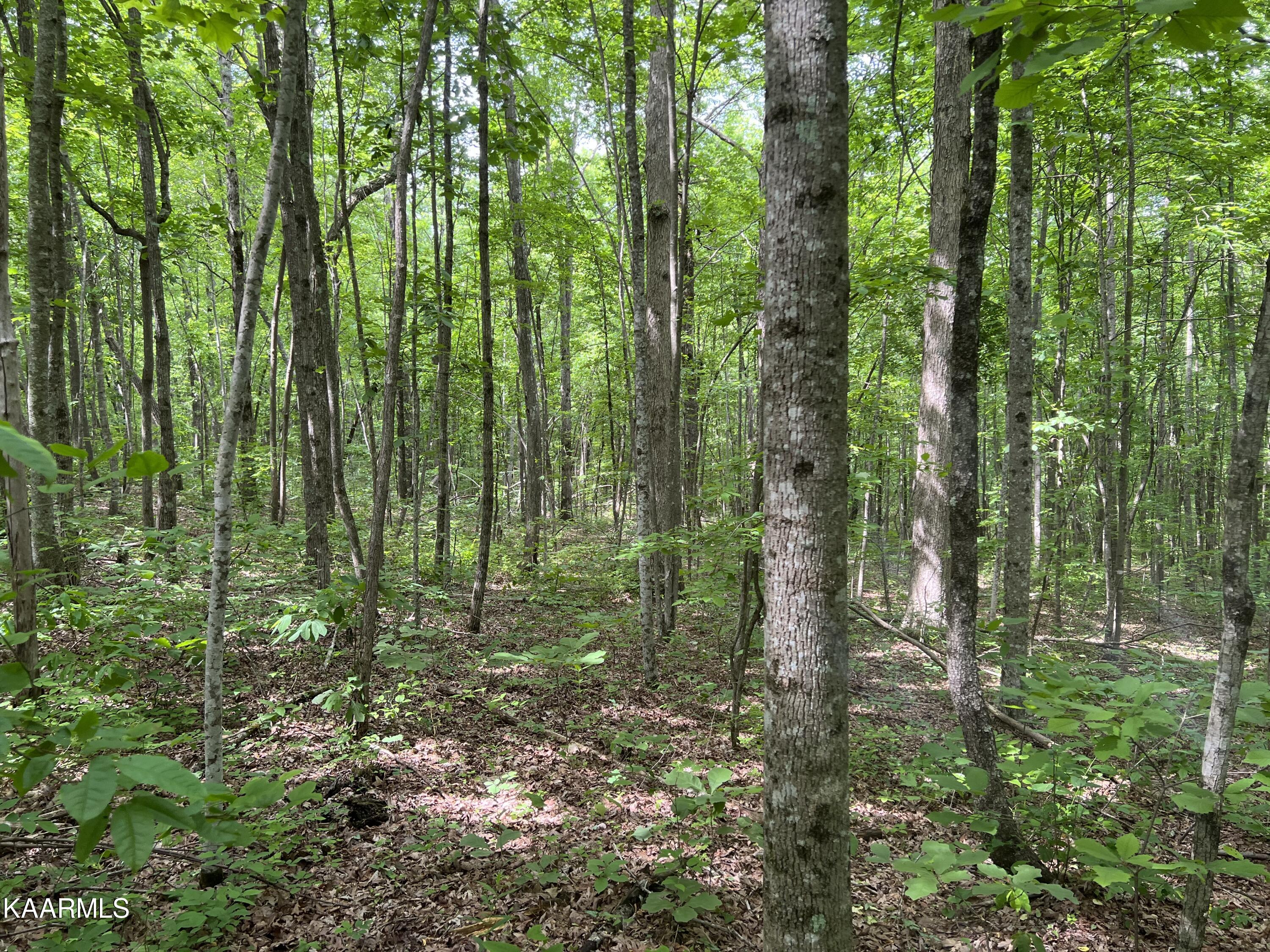 Cravenstown Road Wilder, TN 38589 - Photo 10 of 17 0B271667-6B5C-42AA-9A47-82A6D2862C40