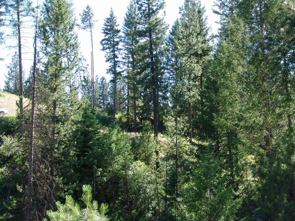 L1-b2 L1-b2 San Ignacio Way, Unit 1 Cascade, ID 83611 - Photo 7 of 13 Lot Framed by Mountains